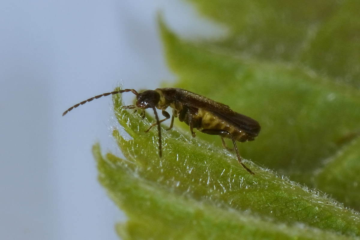 Malthodes umbrosus, maschio, Cantharidae